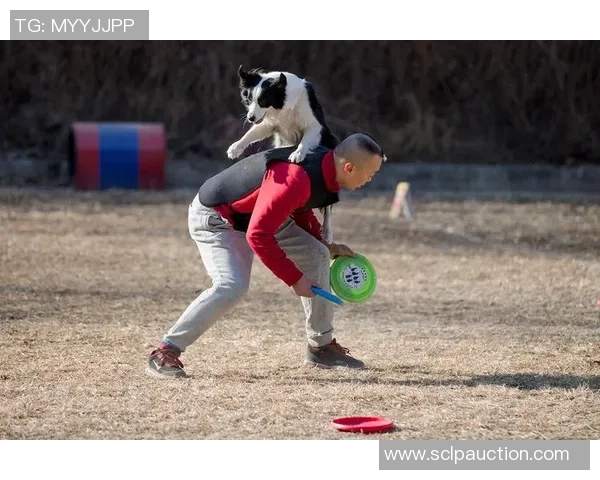 飞盘纪实：见证北京飞盘队拼搏与团结的成长之路